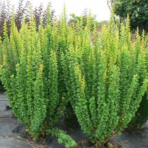 Berberis thunbergii 'Erecta' - Thunbergi kukerpuu 'Erecta' C2/2L